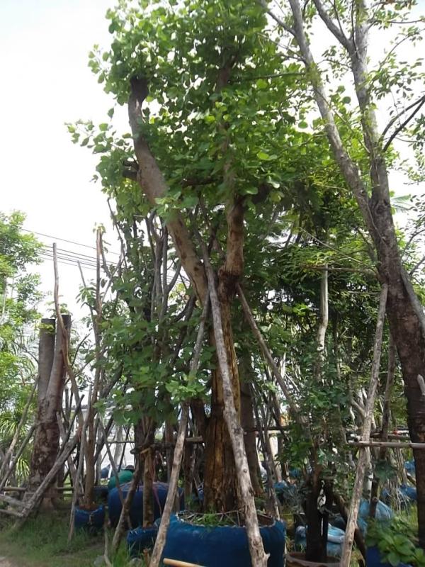 ต้นทองกวาว | ลพบุรีไม้ล้อม/บ่อแก้วพันธุ์ไม้ - เมืองลพบุรี ลพบุรี