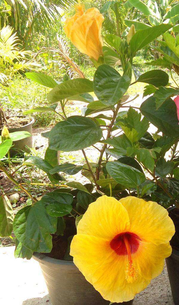 ชบาดอกสีเหลือง/ชบาฮาวาย |  คนรักต้นไม้ - อัมพวา สมุทรสงคราม
