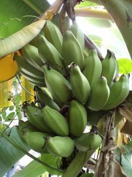 หน่อกล้วยนมสาว | บ้านสวนกล้วย - เมืองอุบลราชธานี อุบลราชธานี