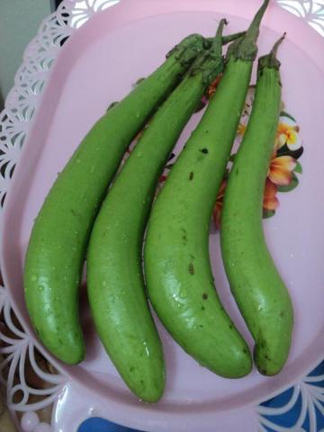 มะเขือยาวเขียว | บ้านสวนกล้วย - เมืองอุบลราชธานี อุบลราชธานี