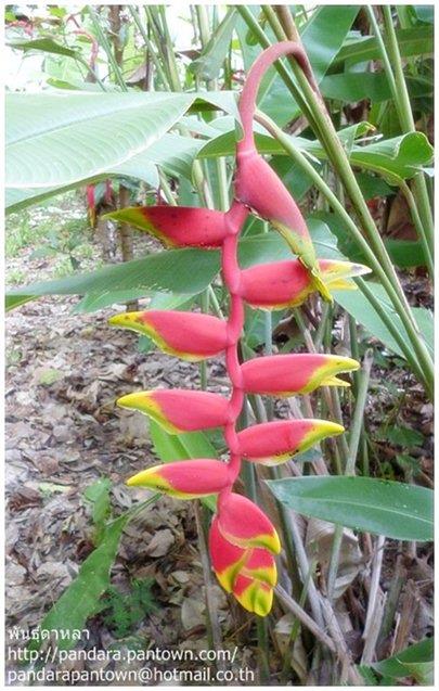 Heliconia rostrata | พันธุ์ดาหลา - เมืองเชียงใหม่ เชียงใหม่