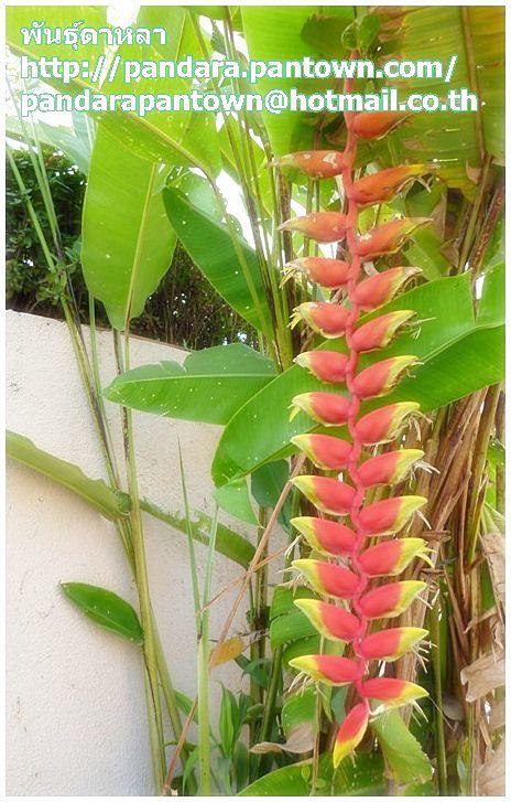 Heliconia rostrata 'Ten Day | พันธุ์ดาหลา - เมืองเชียงใหม่ เชียงใหม่