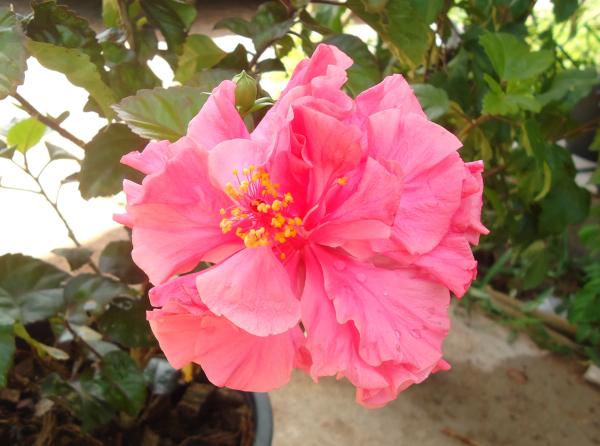 ชบา (Hibiscus) สีชมพูกลีบซ้อน |  คนรักต้นไม้ - อัมพวา สมุทรสงคราม