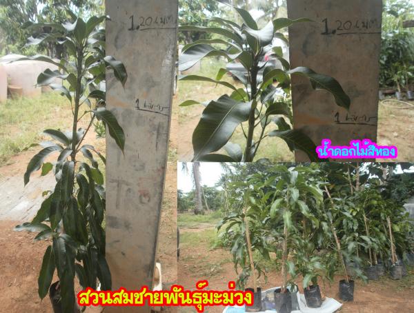 ต้นละ40บาทเท่านั้น สำหรับน้ำดอกไม้สีทอง | สวนสมชายพันธุ์มะม่วง - พระพุทธบาท สระบุรี