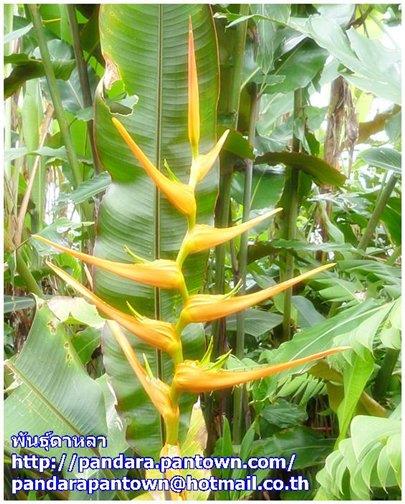 Heliconia latispatha 'Orange Gyro' 