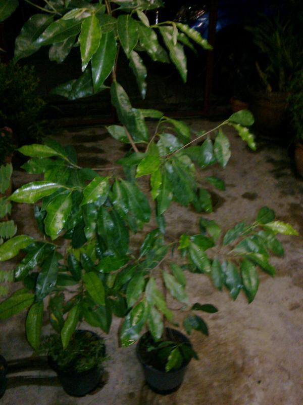 ต้นพิกุล | สวนกัลยา - คลองหลวง ปทุมธานี