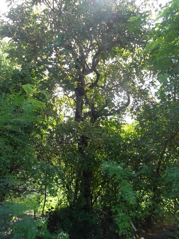 ต้นกุ่ม | ลพบุรีไม้ล้อม/บ่อแก้วพันธุ์ไม้ - เมืองลพบุรี ลพบุรี