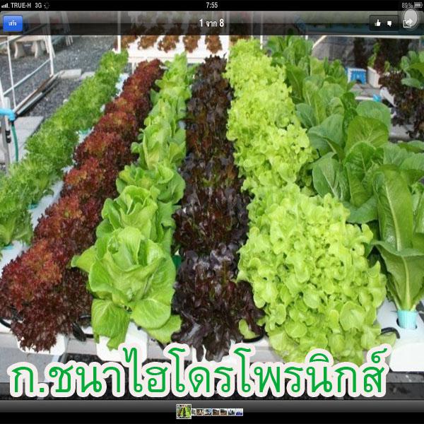 ผักสลัด 5 ชนิด | ก.ชนาผักไฮโดรโพนิกส์ - คลองหลวง ปทุมธานี