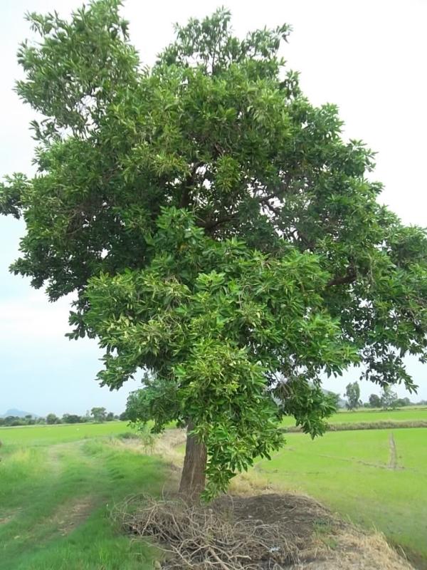 ต้นยอ | ลพบุรีไม้ล้อม/บ่อแก้วพันธุ์ไม้ - เมืองลพบุรี ลพบุรี