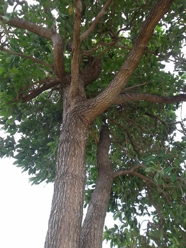 ต้นยอ | ลพบุรีไม้ล้อม/บ่อแก้วพันธุ์ไม้ - เมืองลพบุรี ลพบุรี