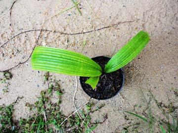 Licuala orbicularis กะพ้อใบกลม | วาริช ปาล์ม - ยานนาวา กรุงเทพมหานคร