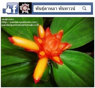 เอื้องหมายนาดอกส้มใบกำมะหยี่ | พันธุ์ดาหลา - เมืองเชียงใหม่ เชียงใหม่