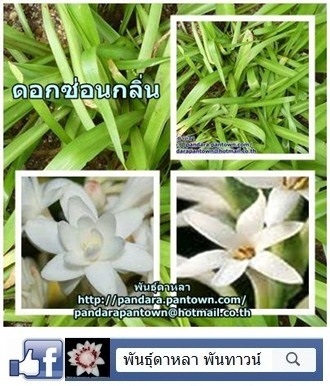 ดอกซ่อนกลิ่น | พันธุ์ดาหลา - เมืองเชียงใหม่ เชียงใหม่