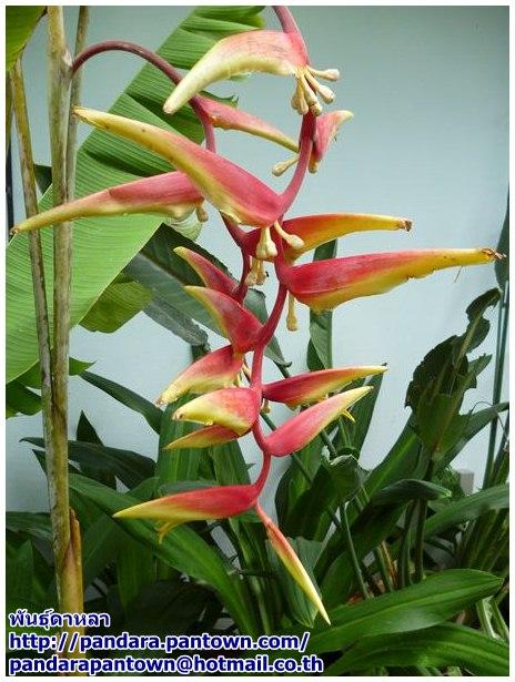 Heliconia platystachys 'Sexy Orange' | พันธุ์ดาหลา - เมืองเชียงใหม่ เชียงใหม่