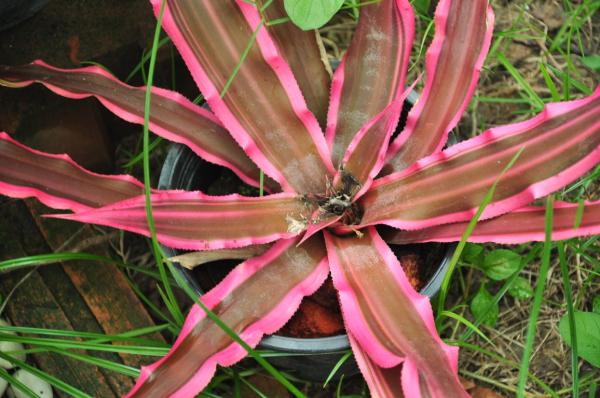 สับปะรดสี cryptanthus | ต้นไม้ ใบเฟิร์น -  นครราชสีมา