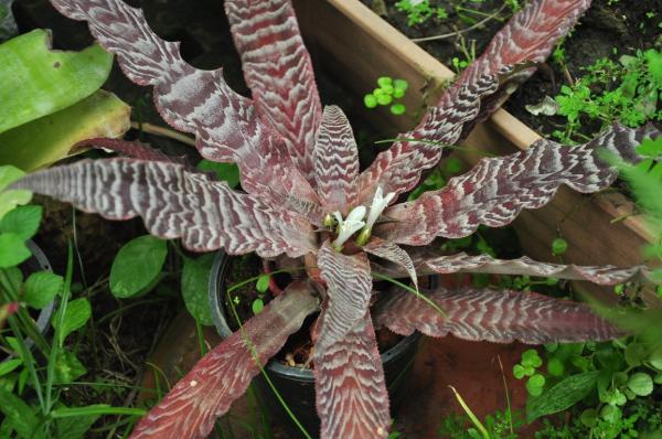 สับปะรดสี cryptanthus | ต้นไม้ ใบเฟิร์น -  นครราชสีมา