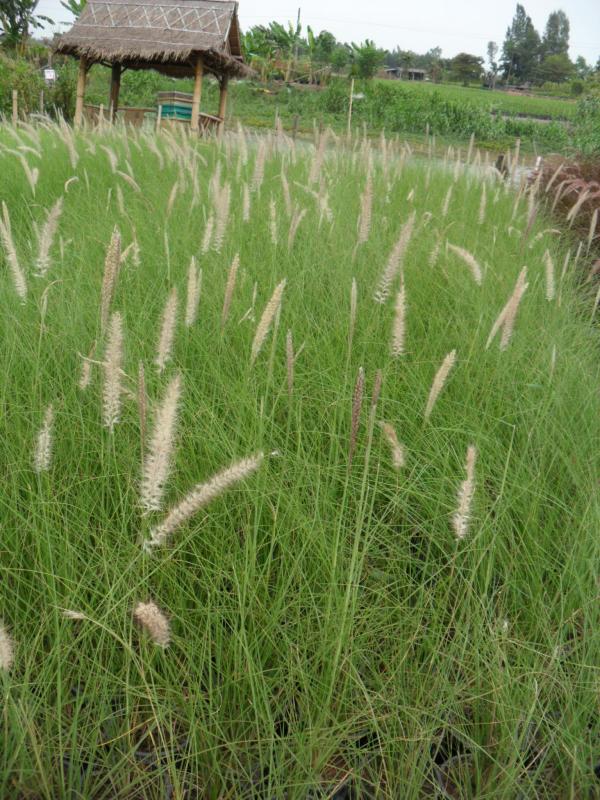 หญ้าน้ำพุ | ณภัทร  พันธุ์ไม้ - องครักษ์ นครนายก