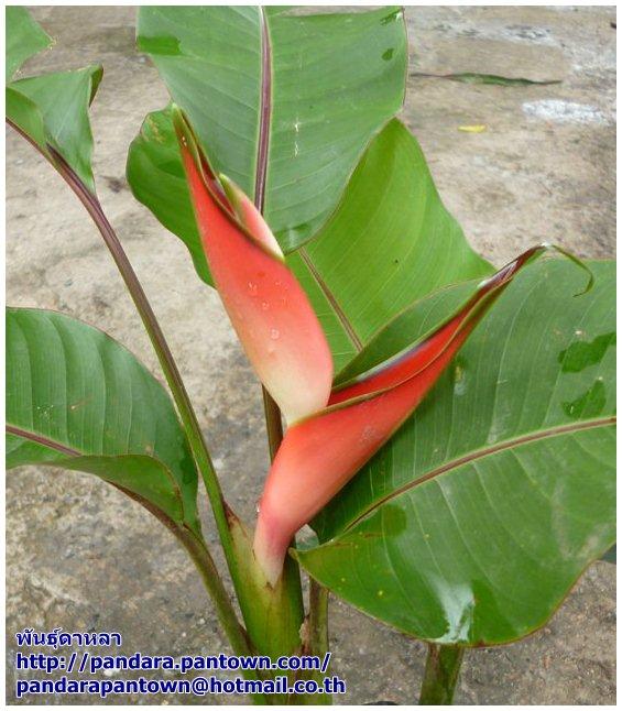 Heliconia stricta 'Dwarf Jamaican'  | พันธุ์ดาหลา - เมืองเชียงใหม่ เชียงใหม่