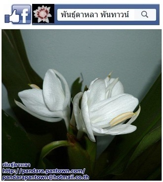 มหาหงส์ทิวลิป | พันธุ์ดาหลา - เมืองเชียงใหม่ เชียงใหม่