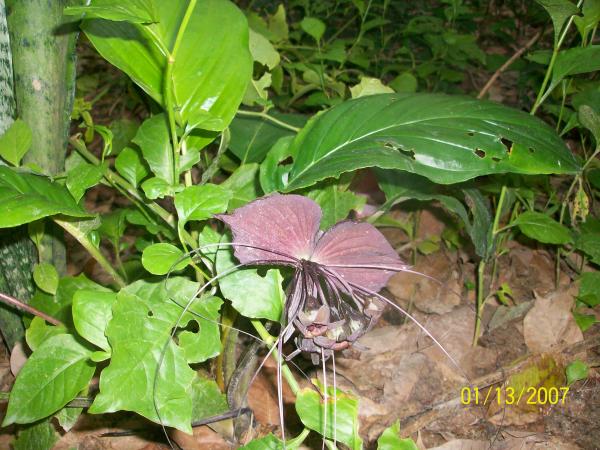 ค้างคาวดำ batflower | หัดขาย - เมืองพัทลุง พัทลุง