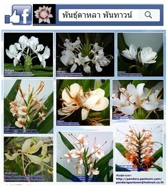 มหาหงส์หลากหลายสายพันธุ์ | พันธุ์ดาหลา - เมืองเชียงใหม่ เชียงใหม่