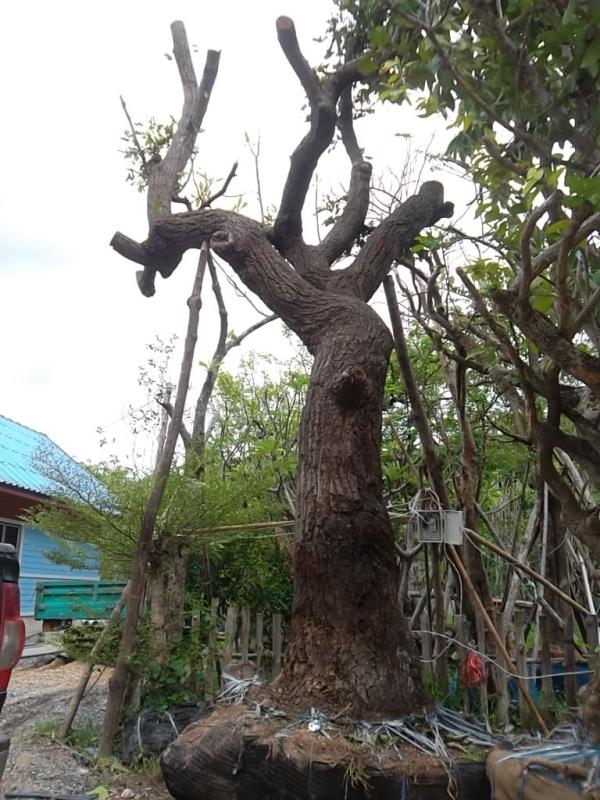 ต้นพยอม | ลพบุรีไม้ล้อม/บ่อแก้วพันธุ์ไม้ - เมืองลพบุรี ลพบุรี