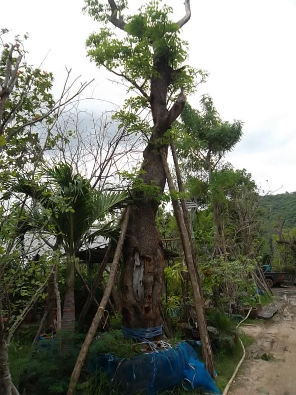 ต้นประดู่ | ลพบุรีไม้ล้อม/บ่อแก้วพันธุ์ไม้ - เมืองลพบุรี ลพบุรี
