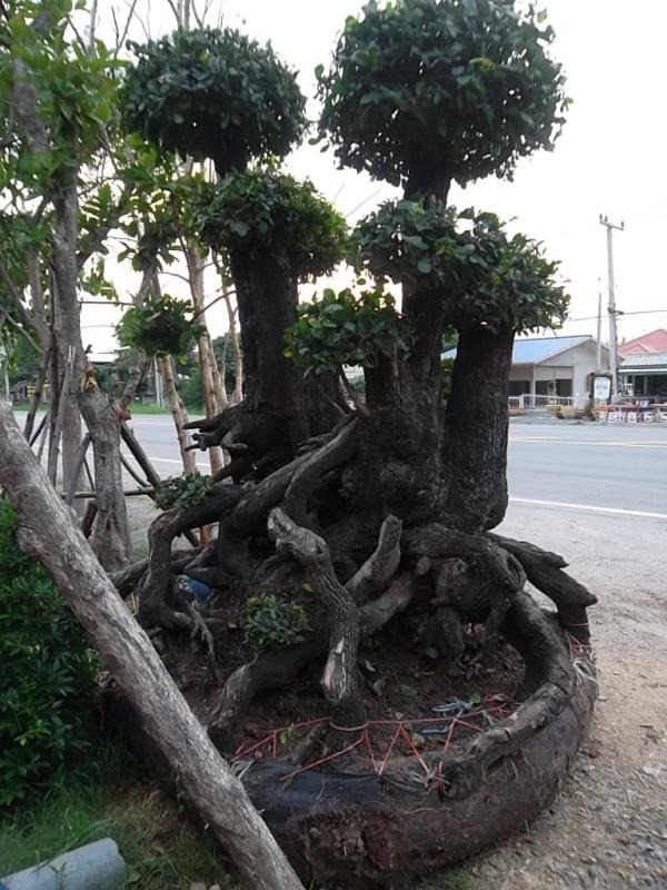 ต้นตะโกโบราณโชว์ราก