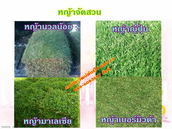 หญ้าจัดสวน | สวนปิยะวัฒน์พันธ์ไม้ - องครักษ์ นครนายก