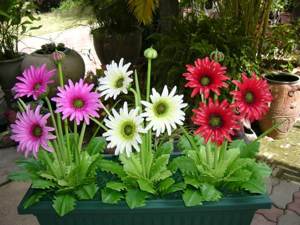 ดอกไม้ประดิษฐ์จากดินไทย(เยอบีร่า) | ป้าอร การ์เด้น  - ชัยบาดาล ลพบุรี