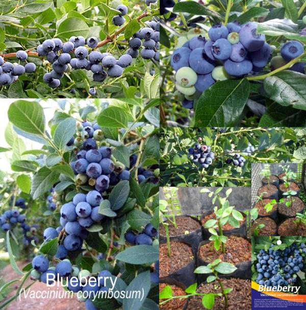 ต้น Bluberry บลูเบอร์รี่