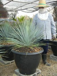 Yucca rostrata | สวนทองรัตนะ - ศรีเทพ เพชรบูรณ์