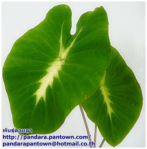 Colocasia esculenta nanciana | พันธุ์ดาหลา - เมืองเชียงใหม่ เชียงใหม่