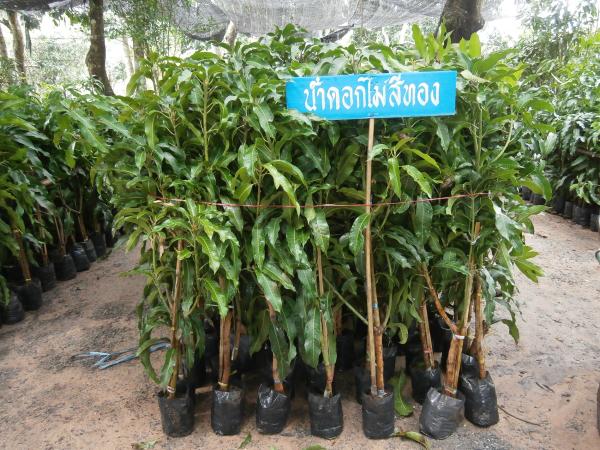 มะม่วงน้ำดอกไม้สีทอง | สวนปราณีพันธุ์ไม้ - เมืองปราจีนบุรี ปราจีนบุรี