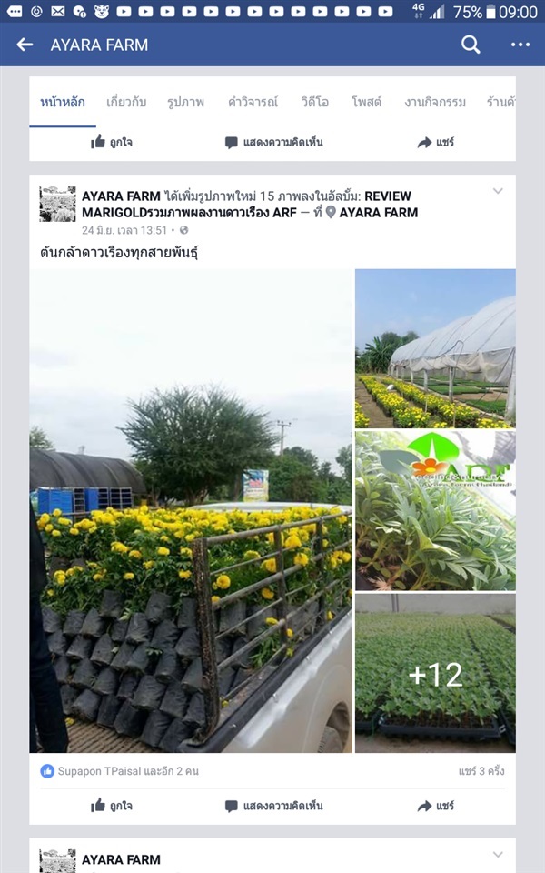 เปิดจองดาวเรืองประดับสถานที | ayara farm - บรรพตพิสัย นครสวรรค์