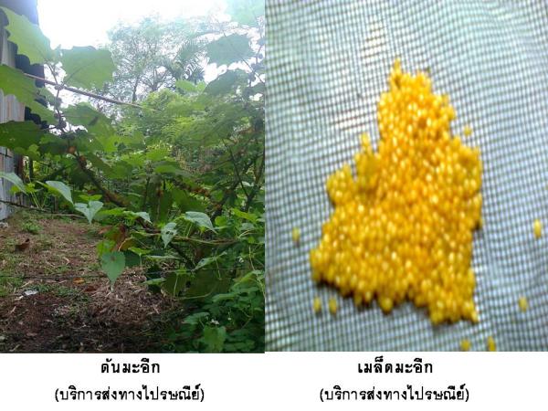 ต้นมะอึก (บริการส่งทางไปรษณีย์) | D&T Garden - เมืองปราจีนบุรี ปราจีนบุรี