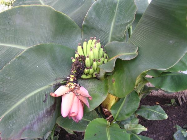 กล้วยหอมแคระ | อัญชัน seeds - สวนหลวง กรุงเทพมหานคร