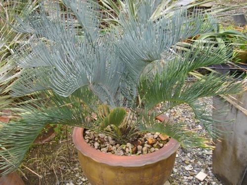 ปรงCycas cairnsiana | สวนไม้ชานเมือง - ลาดกระบัง กรุงเทพมหานคร