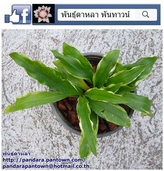 ว่านมหานิยม | พันธุ์ดาหลา - เมืองเชียงใหม่ เชียงใหม่