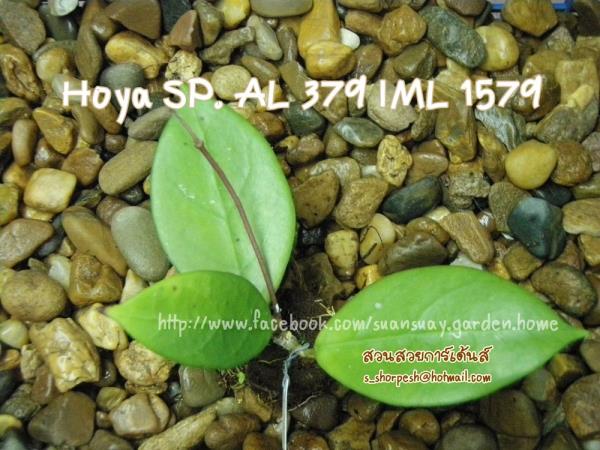 Hoya SP. AL 379 IML 1579