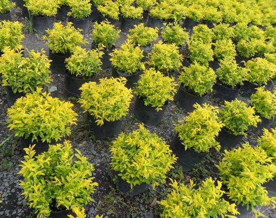 ขายต้นเทียนทอง | สวนกู๊ดวิว - ธัญบุรี ปทุมธานี