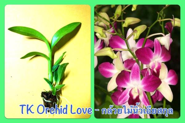 ไม้นิ้วเอียสกุล | TK ORCHID LOVE - พุทธมณฑล นครปฐม