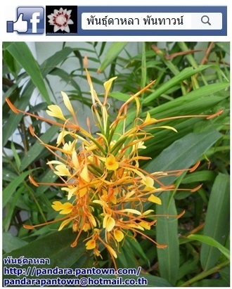 Hedychium coronarium  | พันธุ์ดาหลา - เมืองเชียงใหม่ เชียงใหม่