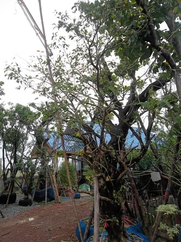 ต้นชุมแสง | ลพบุรีไม้ล้อม/บ่อแก้วพันธุ์ไม้ - เมืองลพบุรี ลพบุรี