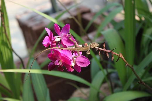 กล้วยไม้ดิน สปาโตกลอสติส | Thuspornorchid - เมืองอุบลราชธานี อุบลราชธานี