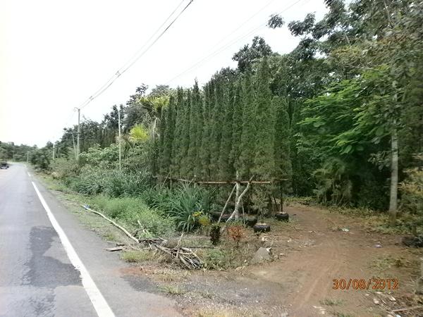 สนมังกรขนาดใหญ่ | สวนแสนปัญญา - แม่ออน เชียงใหม่