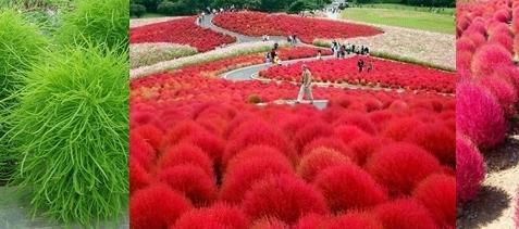 หญ้ากอเชีย Burning Bush Kochia Scoparia -เมล็ดพันธุ์