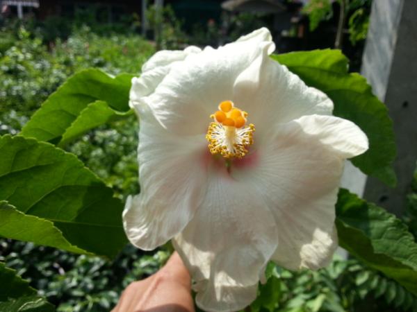 ชบาขาวดอกใหญ่ | บ้านสวนผักลพบุรี - เมืองลพบุรี ลพบุรี