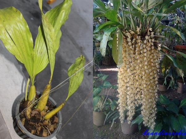  Coelogyne rochussenii สายเสริดอินโด 