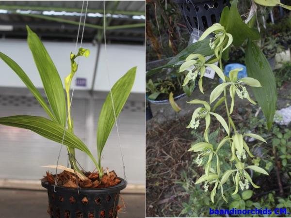 Coelogyne pandurata  เอื้องเทียนอินโดฯ